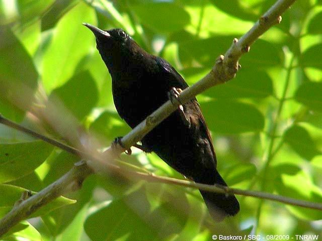 Black Sunbird - Karyadi Baskoro