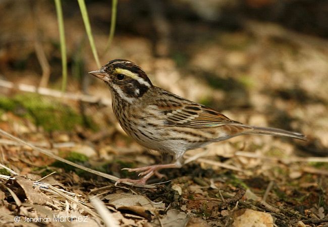 Yellow-browed Bunting - ML379549341
