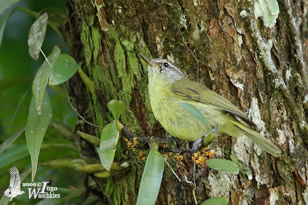 Timor Leaf Warbler (Flores) - ML379550101