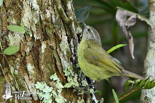 Timor Leaf Warbler (Flores) - ML379550111