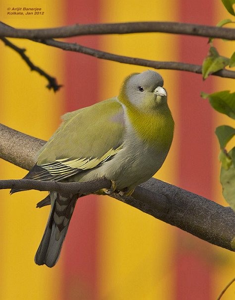 Yellow-footed Green-Pigeon - ML379550841