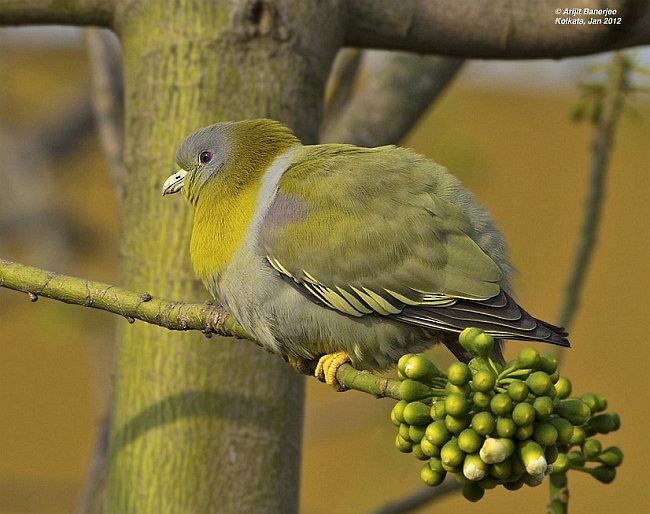 Yellow-footed Green-Pigeon - ML379551121