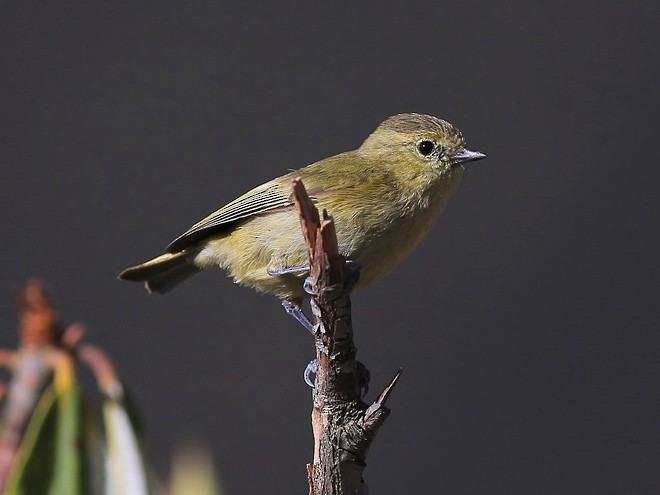 Yellow-browed Tit - ML379551231