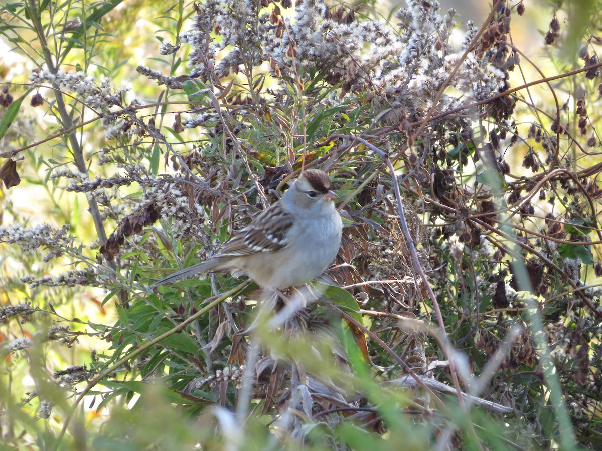 White-crowned Sparrow - ML37955131