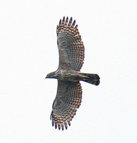 Philippine Hawk-Eagle - Paul French
