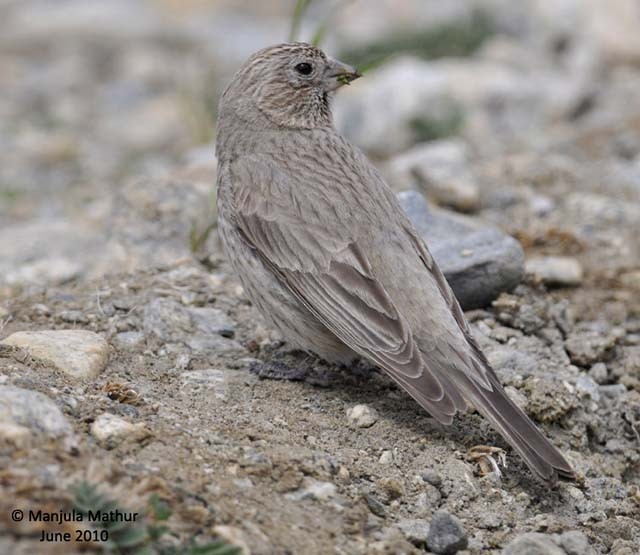 Great Rosefinch (Spotted) - ML379554431