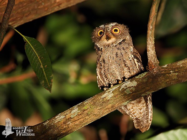 Sulawesi Scops-Owl - ML379555271