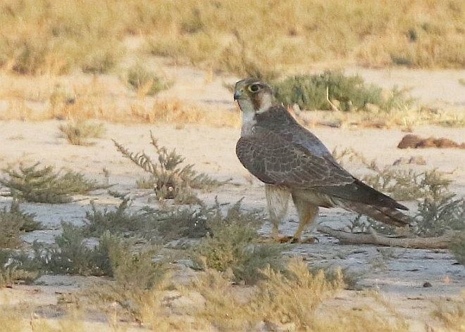 Peregrine Falcon (Red-capped) - ML379558341