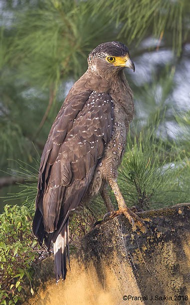 Crested Serpent-Eagle (Andaman) - ML379559051