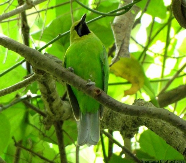 Jerdon's Leafbird - Shantanu Bhattacharya