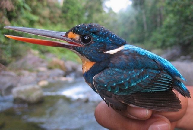 Indigo-banded Kingfisher (Northern) - ML379559911