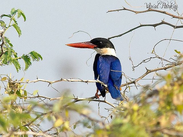 Black-capped Kingfisher - Pankaj Maheria