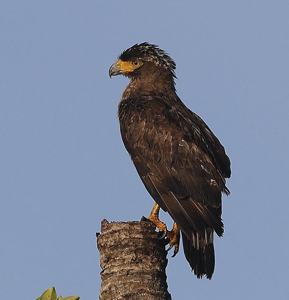 Crested Serpent-Eagle - ML379561521