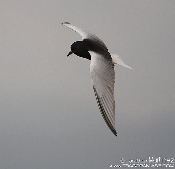 White-winged Tern - ML379563751