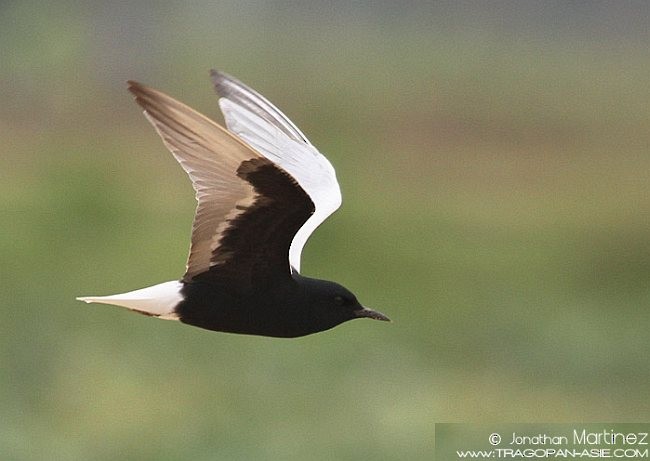White-winged Tern - ML379563781
