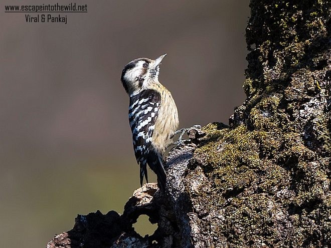 Gray-capped Pygmy Woodpecker - Pankaj Maheria
