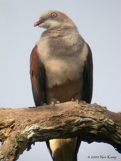 Mountain Imperial-Pigeon - ML379568201