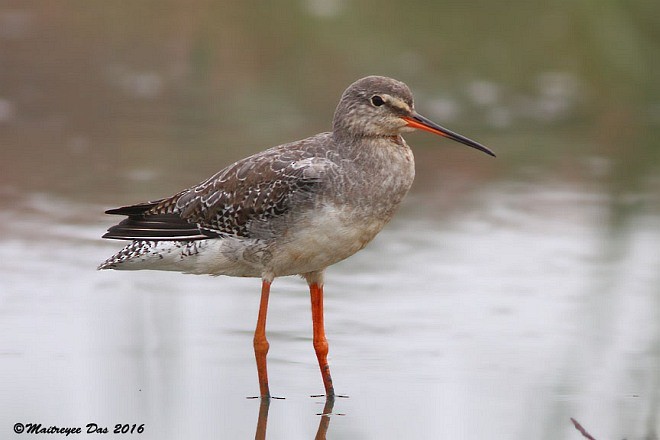 Spotted Redshank - ML379568761