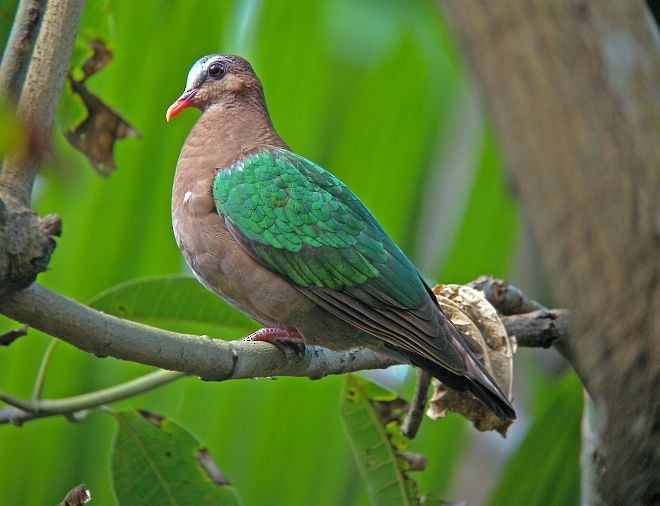 Asian Emerald Dove - ML379570001