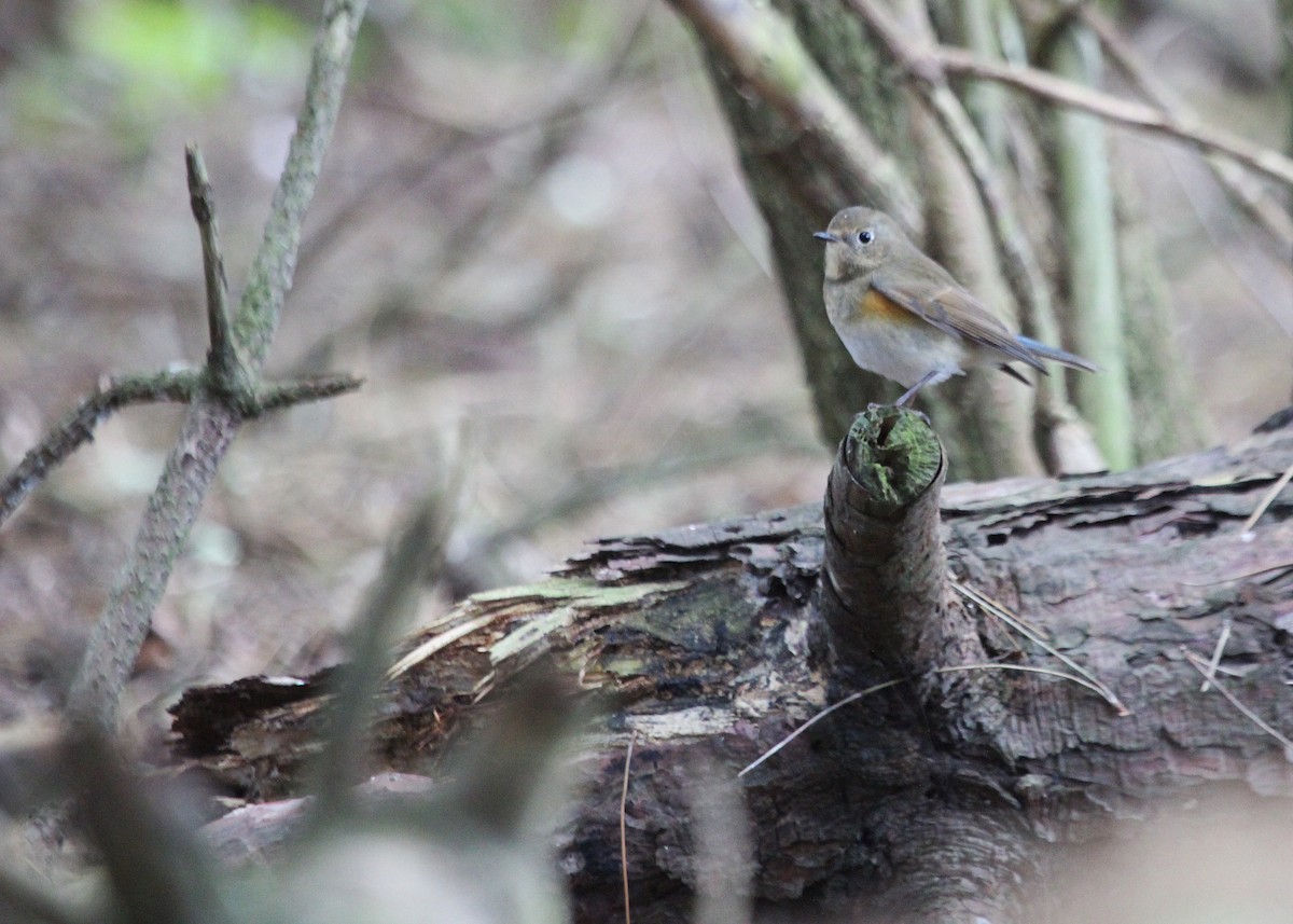 Red-flanked Bluetail - ML37957081