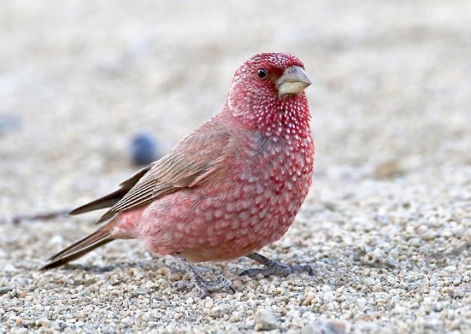 Great Rosefinch (Spotted) - ML379570821