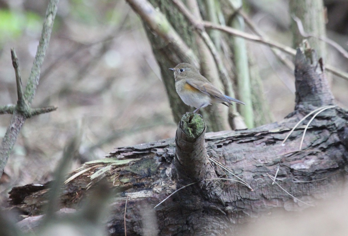 Red-flanked Bluetail - ML37957091