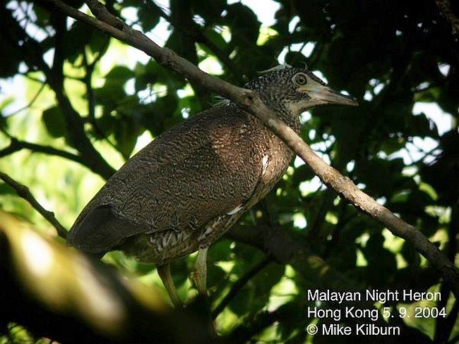 Malayan Night Heron - Mike Kilburn