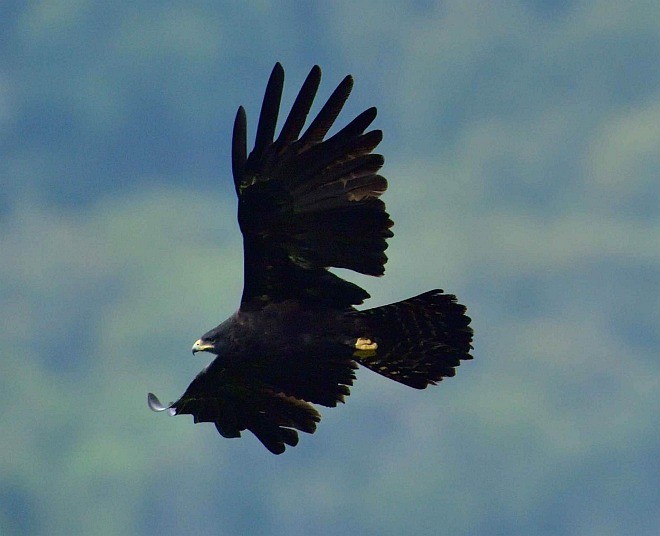 Black Eagle - Wasantha Dissanayake