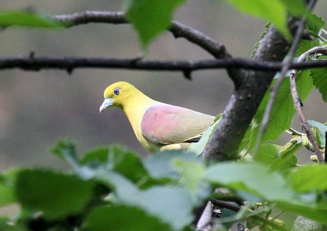 Wedge-tailed Green-Pigeon - ML379571921