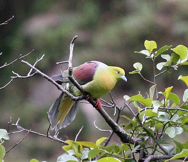 Wedge-tailed Green-Pigeon - ML379571991