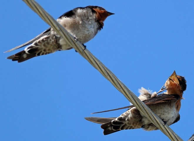 Pacific Swallow (Pacific) - ML379572261