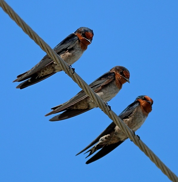 Pacific Swallow (Pacific) - ML379572291