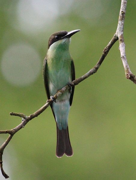 Blue-throated Bee-eater - ML379572641