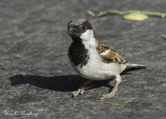House Sparrow - Pankaj Maheria