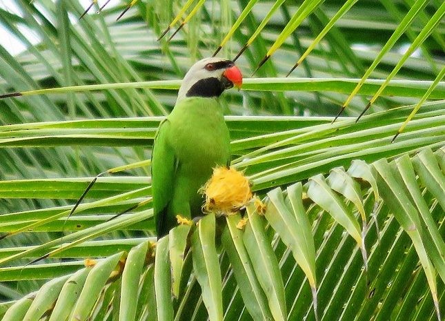 Nicobar Parakeet - Sudhir Garg