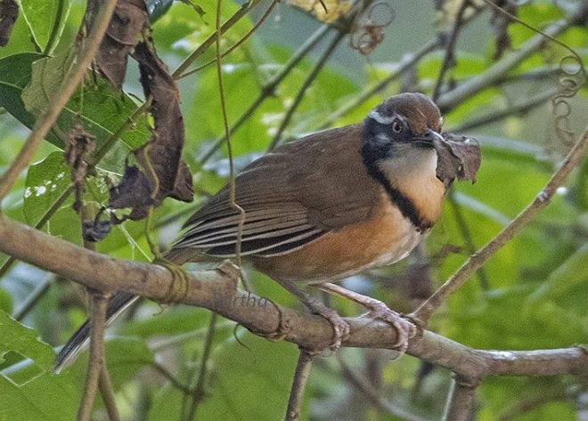 Lesser Necklaced Laughingthrush - ML379573581