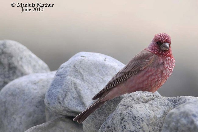 Great Rosefinch (Spotted) - ML379575271