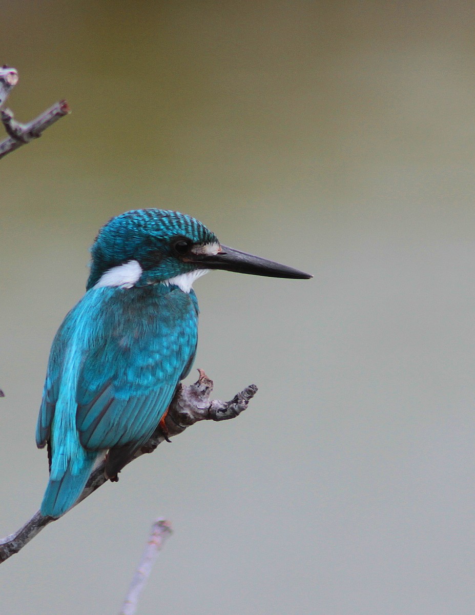 Small Blue Kingfisher - Guy Poisson