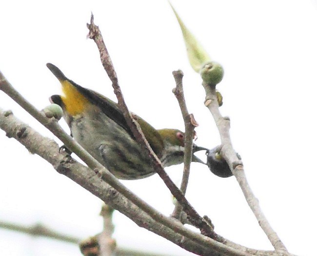 Yellow-vented Flowerpecker - ML379577681