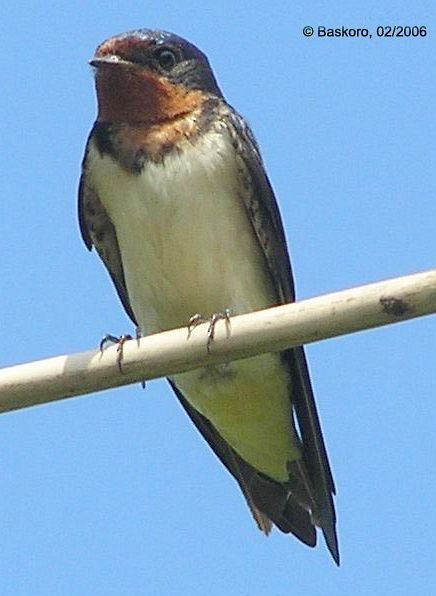 Barn Swallow - Karyadi Baskoro