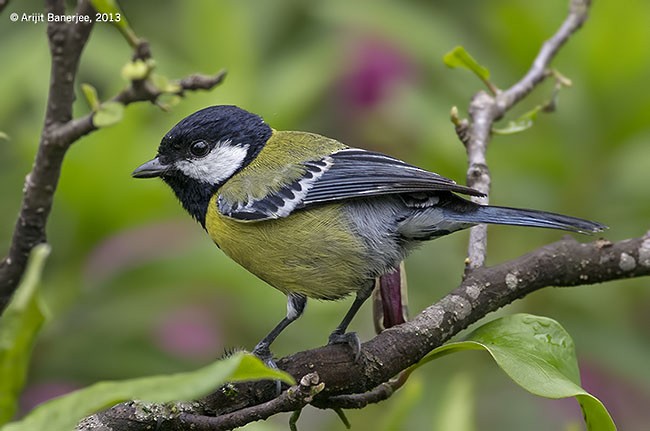 Green-backed Tit - ML379585881