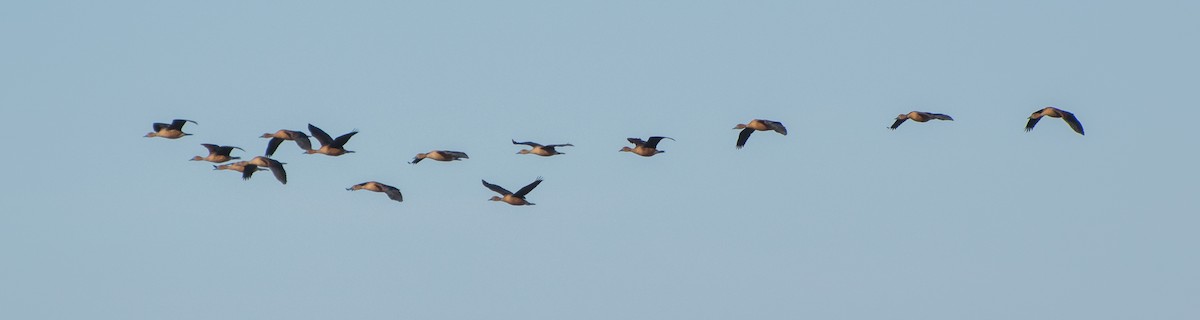 Fulvous Whistling-Duck - ML37958591