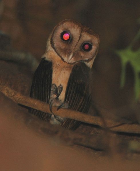 Minahasa Masked-Owl - ML379586501