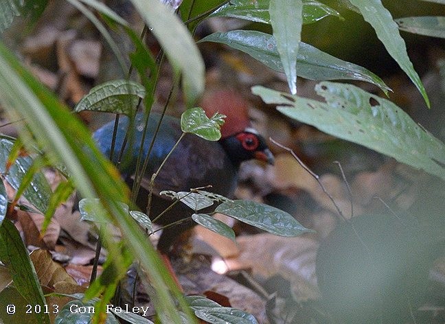 Crested Partridge - ML379586831