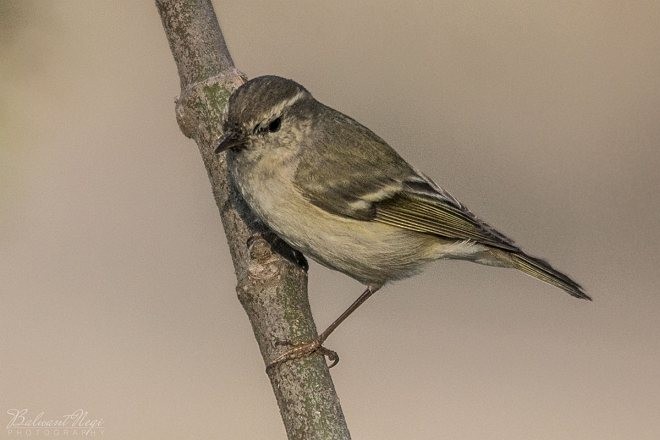Hume's Warbler - ML379587501