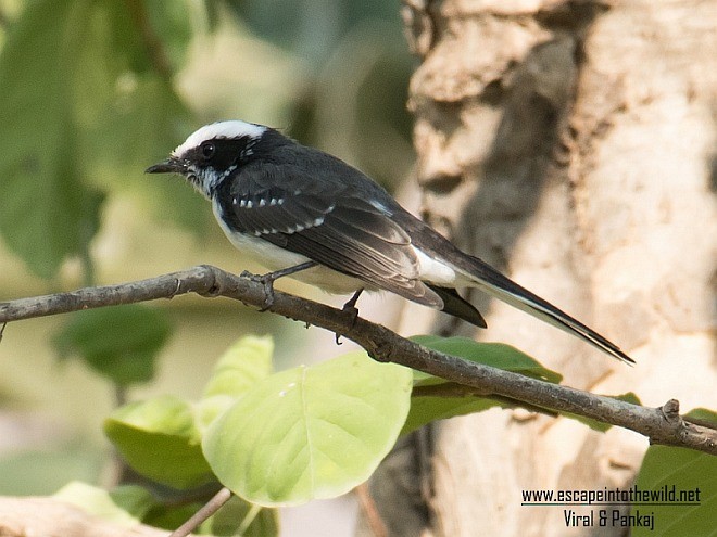 White-browed Fantail - ML379587821