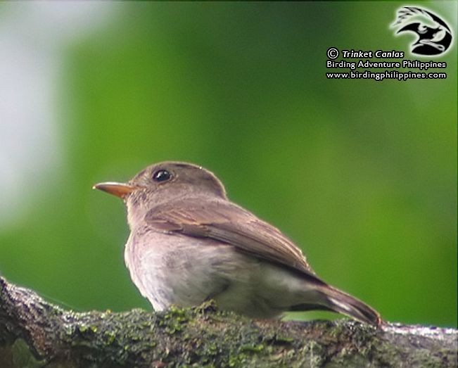 Ashy-breasted Flycatcher - Trinket Canlas Constantino