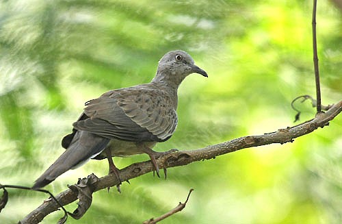 Spotted Dove (Eastern) - ML379589321