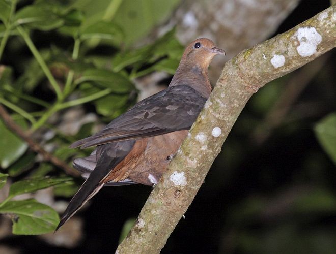 Philippine Cuckoo-Dove - ML379591471