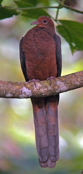 Philippine Cuckoo-Dove - ML379591481